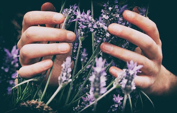 An image of lavenders gently held