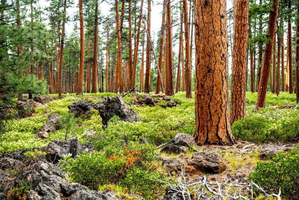 Mckenzie Pass_1-large Ponderosa trees in Central Oregon