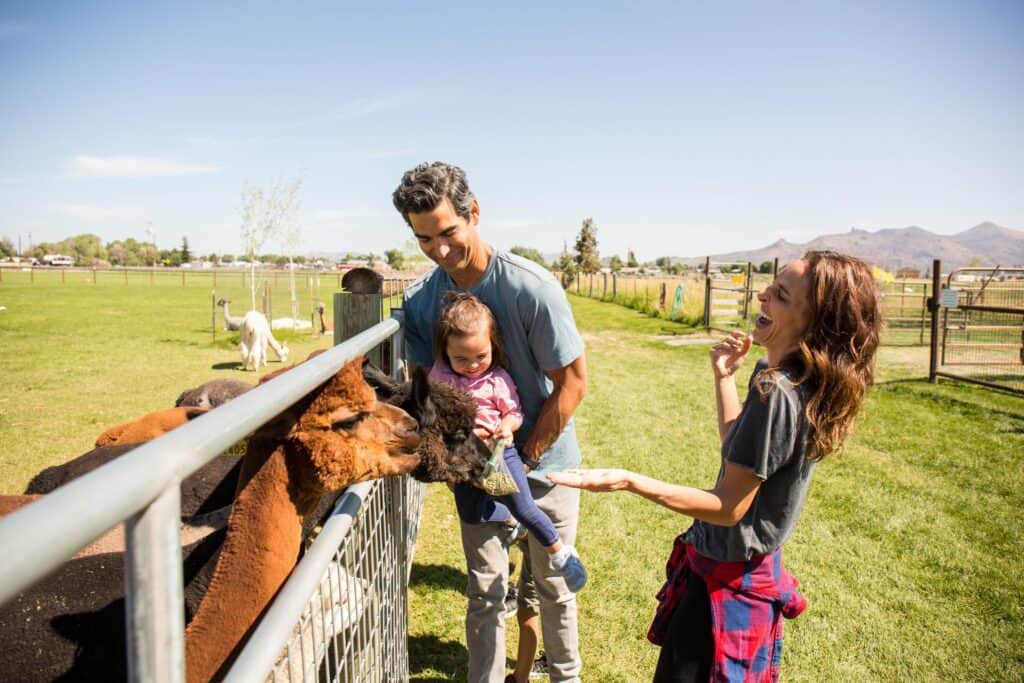 steve heinrichs photography-45-large Family feeding alpacas at Crescent Moon Ranch in Terrebonne, Oregon