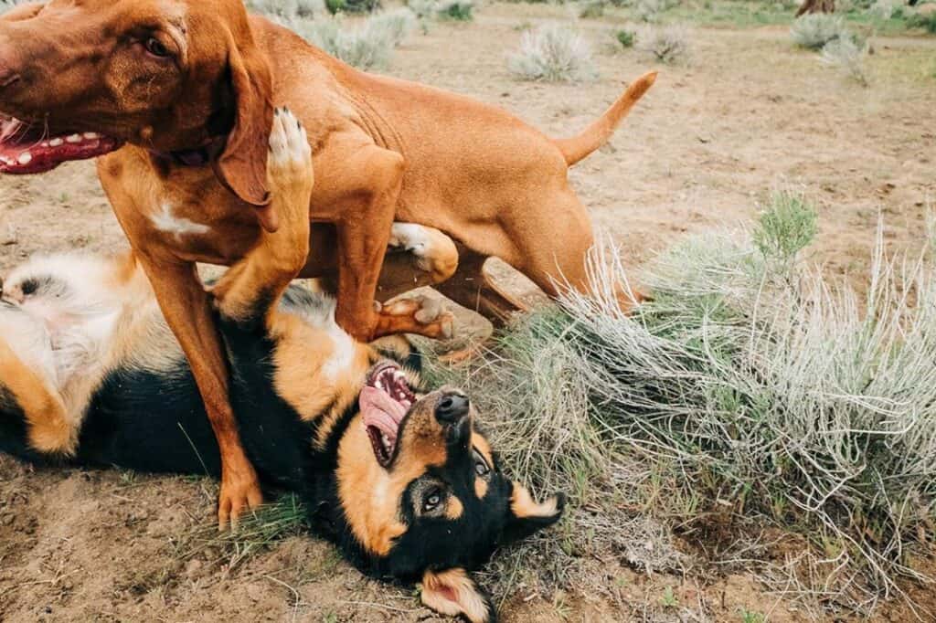 houndsontherangebend Instagram 2465-ig-18039493069180919 Two dogs play in the sagebrush at Hounds on the Range, a farm for dog boarding in Bend, Oregon.