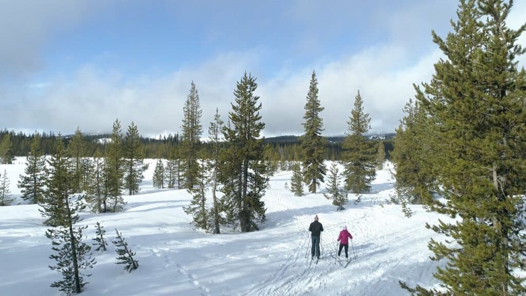 Snowshoe-medium two people cross country skiing amongst the ponderosa pines