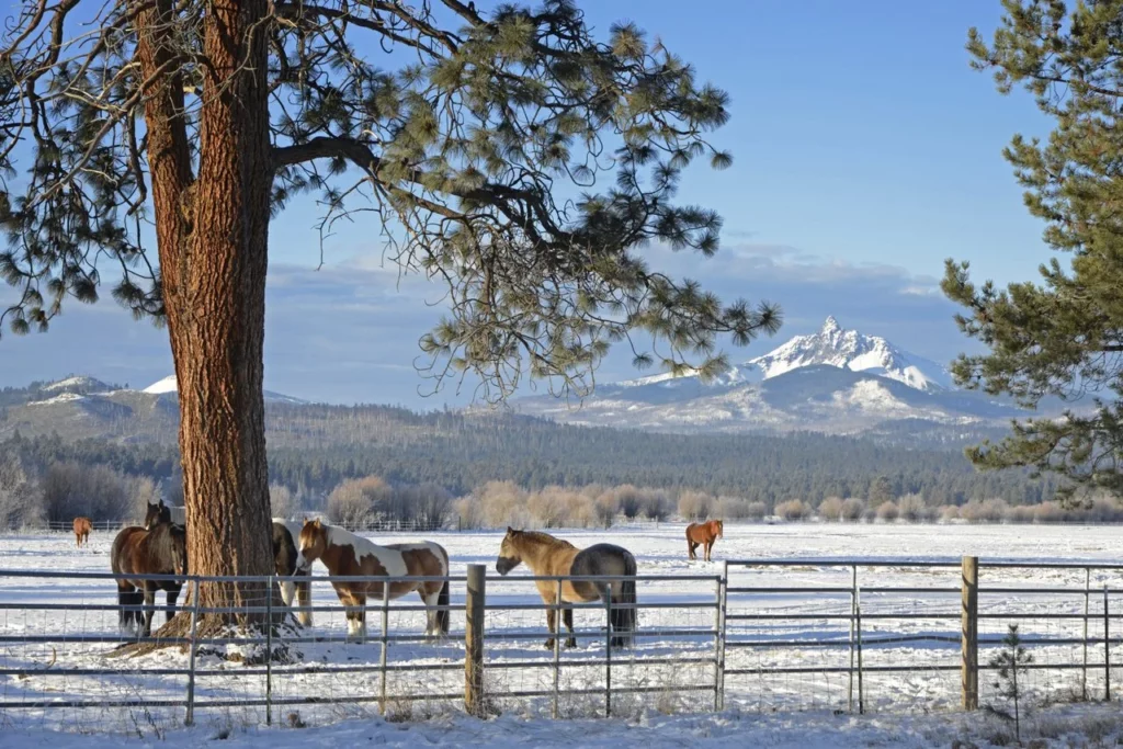 BlackButteRanch-2015-1130_Winter-Horses_KateThomasKeown_KTK1129-medium (1) A child pets a horse while a woman on horseback looks on at Black Butte Ranch near Sisters, Oregon.