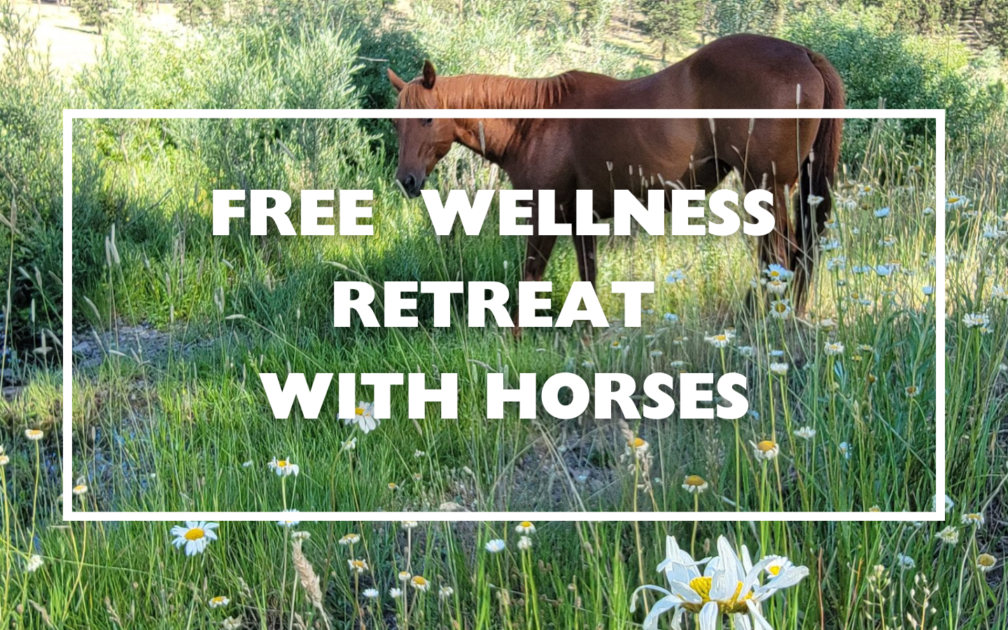 Free Wellness Retreat with Horses